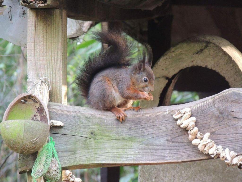 Eekhoorn op het voederplankje in de tuin