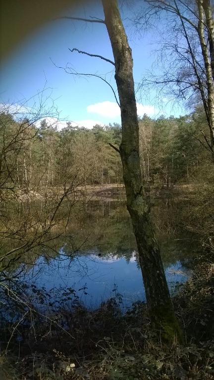 Ven in het bos van Brecht
